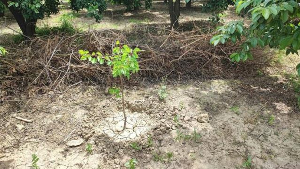 Hurma bahçesinde boğazı kesilmiş erkek cesedi bulundu