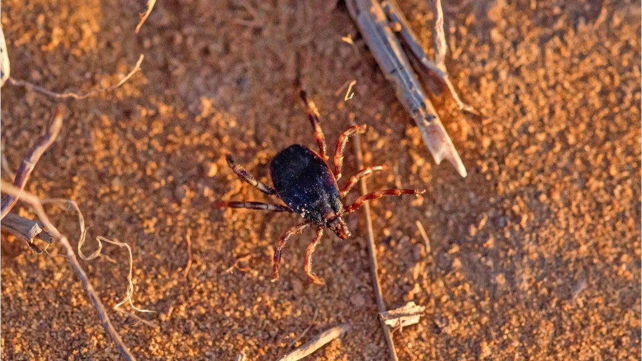 Verfolgt Wirt hundert Meter: Tropische Riesenzecke breitet sich in Deutschland aus