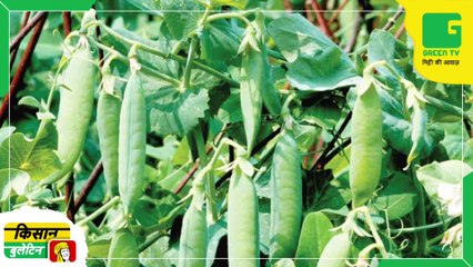 Kisan Bulletin 15 May 2023 - मौसम विभाग ने जारी किया अगले तीन दिनों का पूर्वानुमान | 20 लाख किसानों को मुफ्त सब्जी बीजों की किट