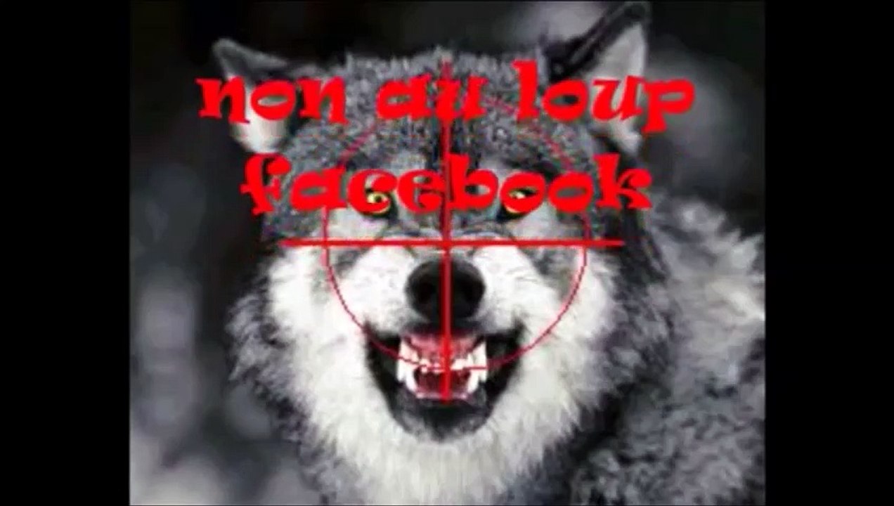 6.Avez vous eu une experience personnelle avec le loup