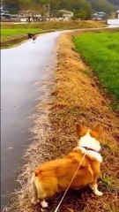 Ce chat est le roi de l'esquive