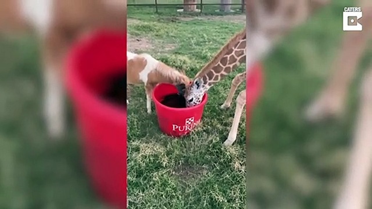 Cette girafe et ce mini poney sont meilleurs amis