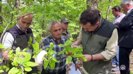 Kestane ağaçlarını gal arısından laboratuvarda üretilen böcekler böyle koruyacak