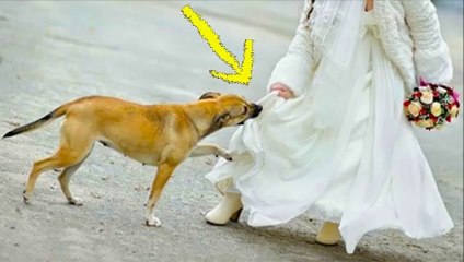 Nadie en la Boda Sabía lo que escondía debajo de su vestido pero el perro Sintió el Peligro a Tiempo