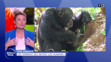 Vos animaux : Ces animaux qui imitent les humains !