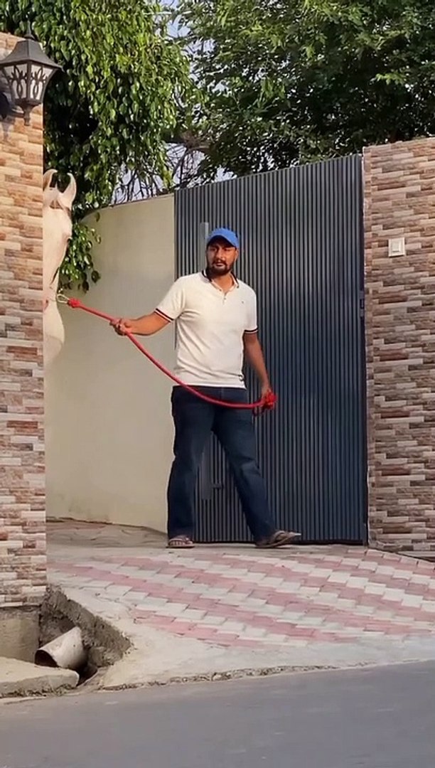 Gorgeous horse  special gift for horse lovers