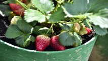 How to Grow Strawberries in Pots