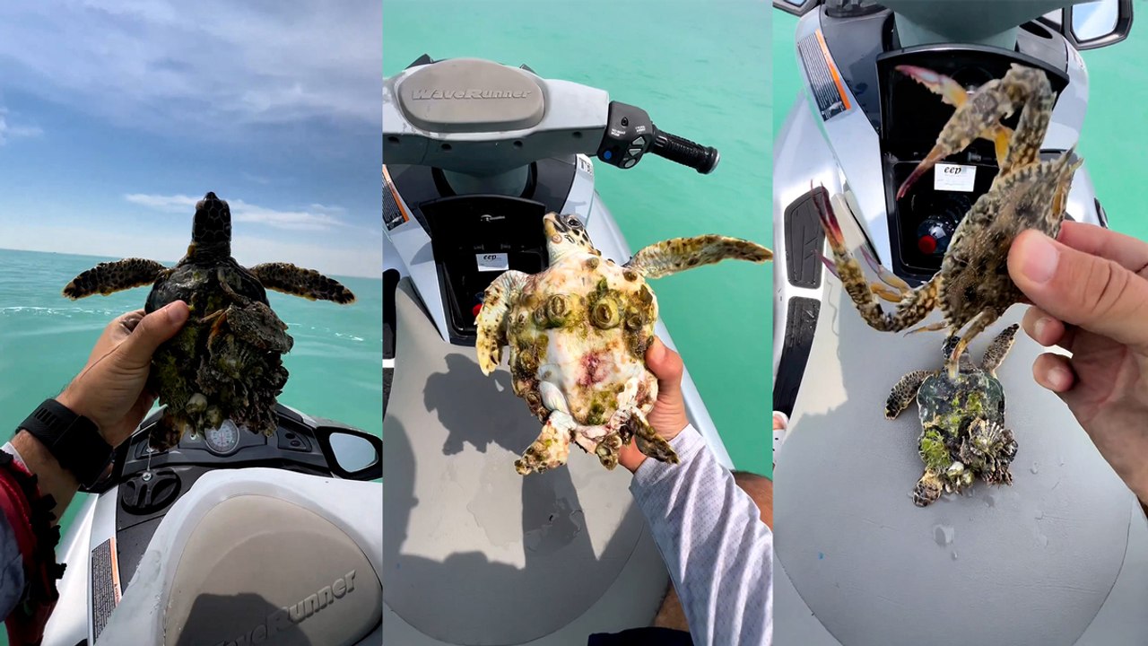Amazing Sea Turtle rescue!
