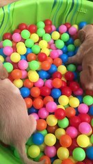 Puppies Play in Ball Pit