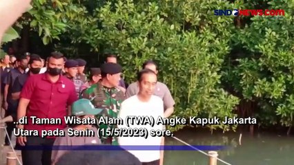 Jokowi Akrab Bareng Prabowo Nyebur Tanam Mangrove di Taman Wisata Angke