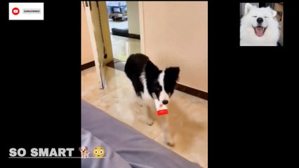 You Won't Believe The Latest From see smart dog  Understanding see smart #smartdog4 #smartdog #smartdogs #dog #doglover #doglove #puppy #pet #petanimal #love #bts #shorts #inspiresemotions #purelove #humanity #relationship #beautifulnature #life