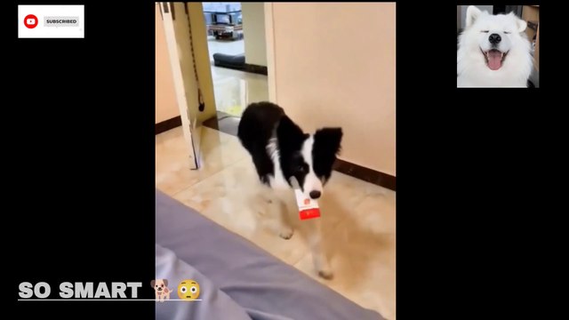 You Won't Believe The Latest From see smart dog Understanding see smart #smartdog4 #smartdog #smartdogs #dog #doglover #doglove #puppy #pet #petanimal #love #bts #shorts #inspiresemotions #purelove #humanity #relationship #beautifulnature #life