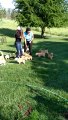 Golden Puppies Run Out Of House To Play