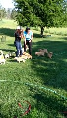 Golden Puppies Run Out Of House To Play