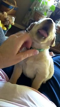 Teething Puppy Chews On Finger