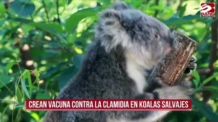 Crean vacuna contra la clamidia en koalas salvajes