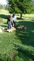 Golden Puppies Run Out Of House To Play