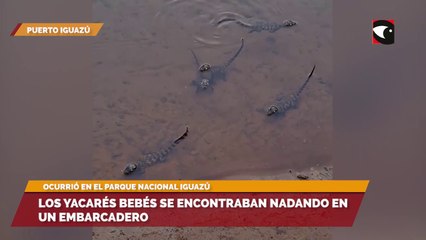 Filmaron a un grupo de yacarés bebés nadando en el Parque Nacional Iguazú