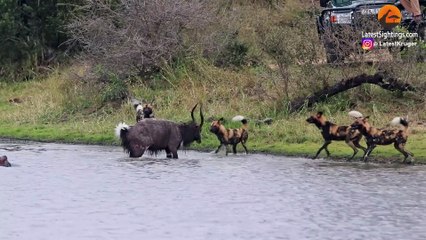 Buck Fighting Wild Dogs & Hippos Gets Caught by Crocodile
