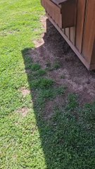 Chicken Coop Hatches Baby Kittens