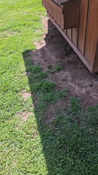 Chicken Coop Hatches Baby Kittens
