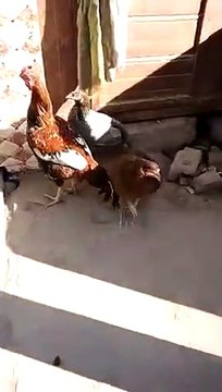 Beautiful chickens and hens
