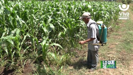 Productores listos para el ciclo de siembra primera en Chinandega
