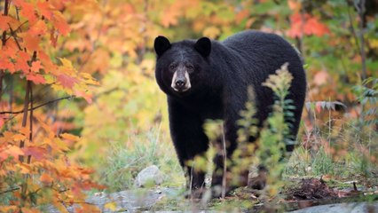 West Virginia Elementary School Principal Has Scary Run In With Bear