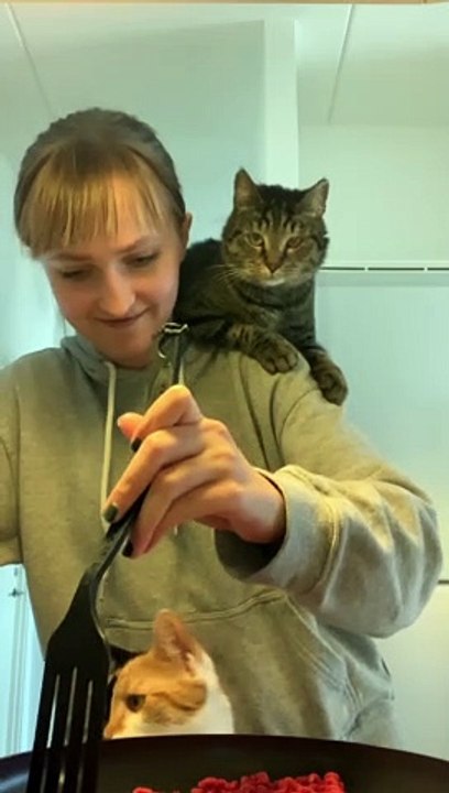Cat Keeps Owner Company
