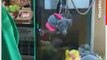 Cat Climbs Out of Claw Machine After Man Wins Soft Toy