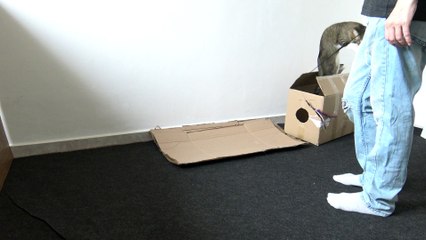 Fierce Cat Jumps Out of the Box