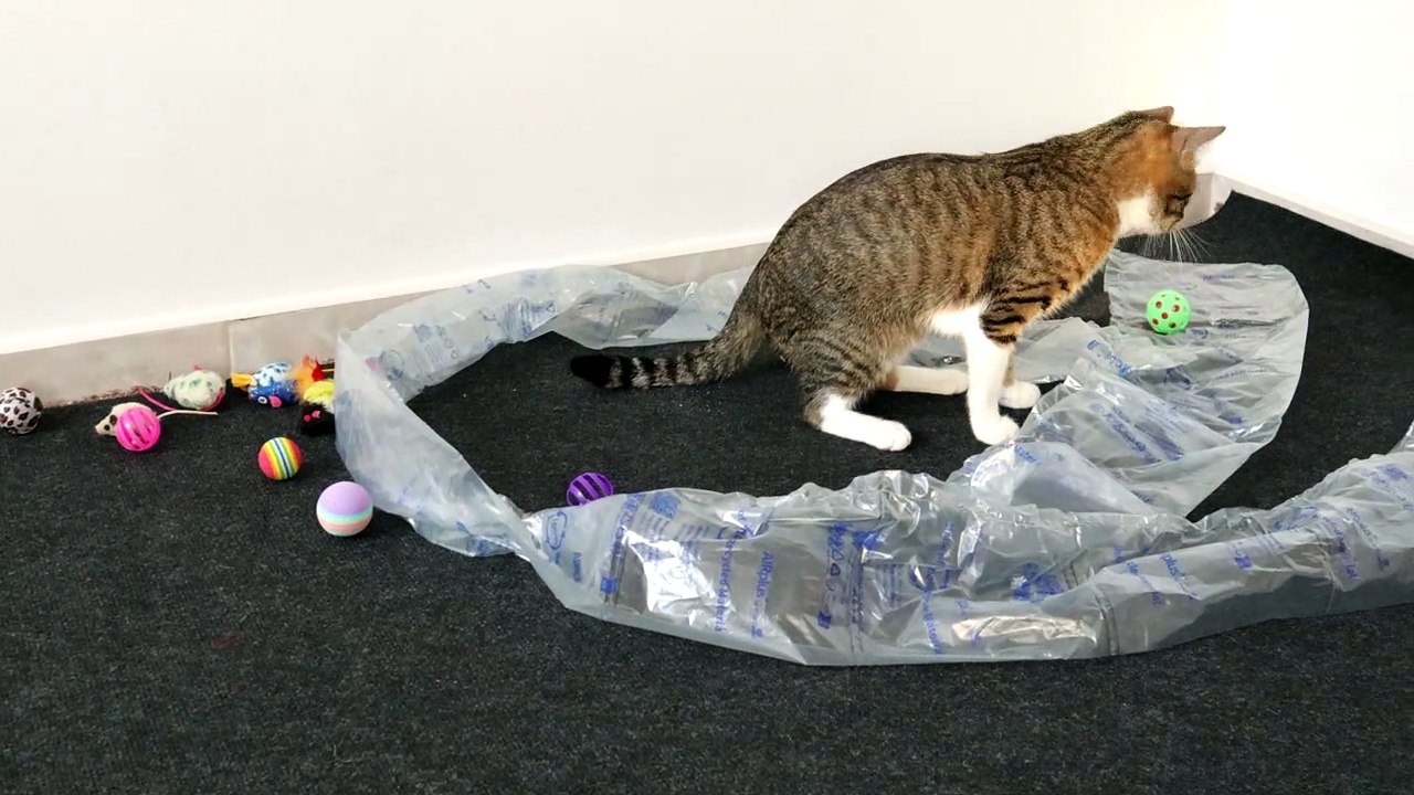 Cat Playground