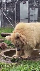 Former Circus Bear Enjoys Swimming Pool