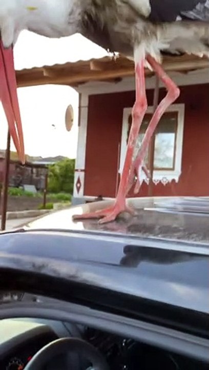 It's Not Your Car Anymore, It's The Storks