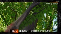 NHKアカデミア「小林快次（恐竜学者）」20220524