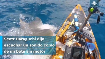 ¡Casi no la cuenta! tiburón tigre ataca un kayak con un pescador a bordo