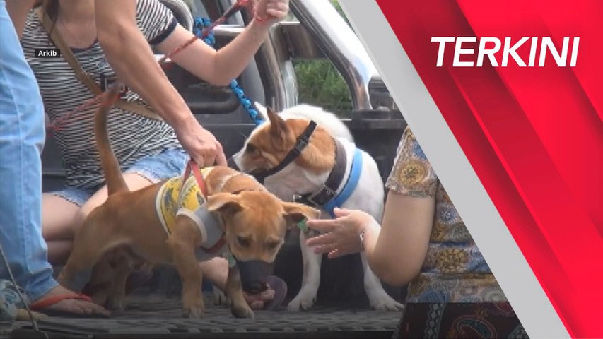 [TERKINI] 11 kes rabies kalangan manusia dilaporkan sejak Jan 2023 ...