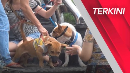 [TERKINI] 11 kes rabies kalangan manusia dilaporkan sejak Jan 2023