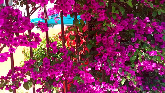 un hermoso paseo por el gueto para mostrarles diferentes lugares de la colonia ribera del bosque en tijuana baja california mexico