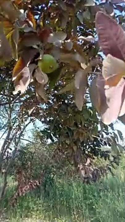 Pakistan vileg natural view