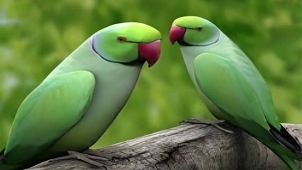 दो तोतों की कहानी। Story of 2 parrots || Cartoon story | Cartoon story in hindi |short story in hindi