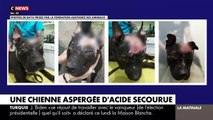 Un appel à témoin a été lancé dans l'Oise pour retrouver le ou les personnes qui ont mutilé une chienne, le crâne et les yeux brûlés à l’acide, les paupières découpées