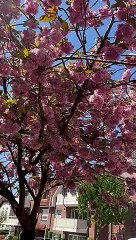 World vlog germany spring season