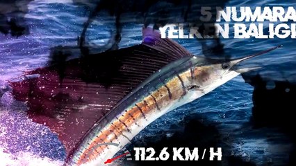 Dünyanın En Hızlı 10 Hayvanı (Çita mı)