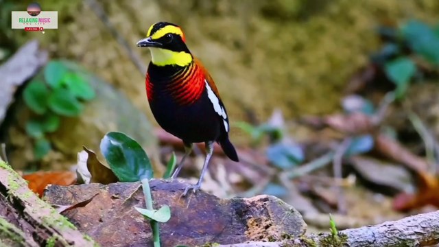 Soothing Music for a Calm Mind and Serene Soul | Healing Melodies for Inner Harmony and Vitality | mind relax meditation music | relaxing calming sounds | birds in music | natural sound birds