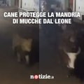Cane protegge una mandria di mucche da un leone