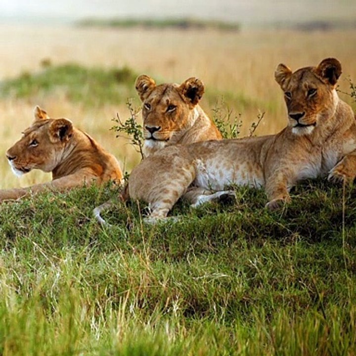 Lion Fact