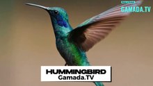 Unveiling the Fascinating History of Hummingbirds: From Dinosaurs to Present Day