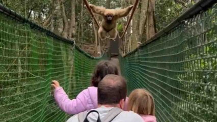 Joyful Gibbon Ape swings over tourist family while crossing a bridge *Monkeyland*