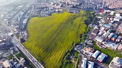 İstanbul’a bahar geldi! Şehrin ortasındaki bu manzarayı görenler inanamadı